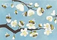 Doppelkarte. Bienen und Blüten, 2015
